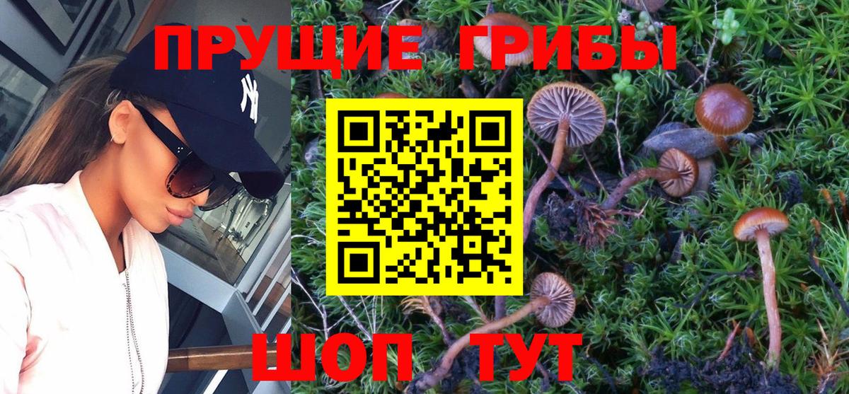 Псилоцибиновые грибы Psilocybine cubensis  Вход с VPN  Сочи  Псилоцибиновые грибы прущие грибы 